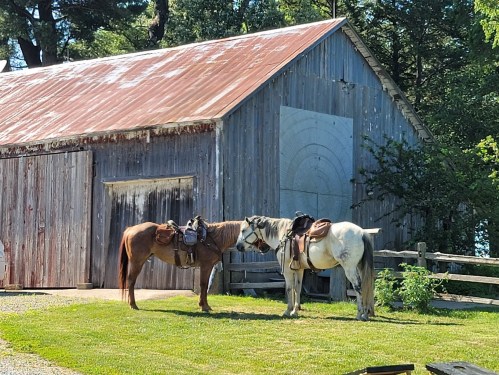 Two horses with saddles stand near a rustic barn, surrounded by green grass and trees.