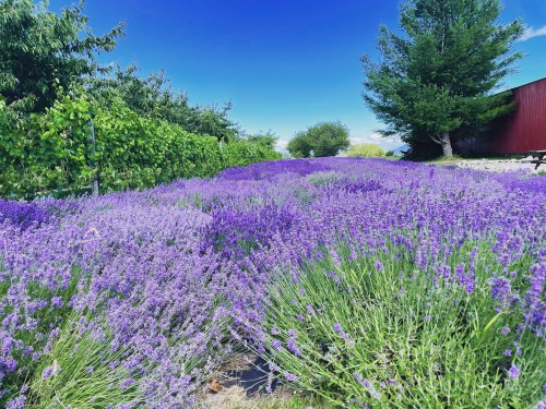 A vibrant field of blooming lavender under a clear blue sky, surrounded by greenery and trees.