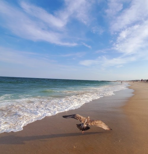 A seagull flies over a sandy beach with gentle waves and a clear blue sky in the background.