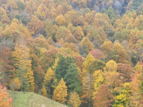 A vibrant autumn landscape featuring a variety of trees in shades of yellow, orange, and green.