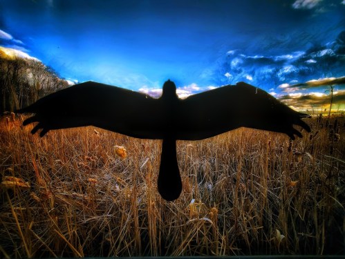 Silhouette of a bird in flight against a vibrant sunset sky over a field of tall grass.