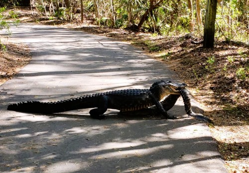 An alligator crossing a shaded path in a wooded area, carrying a large prey in its mouth.