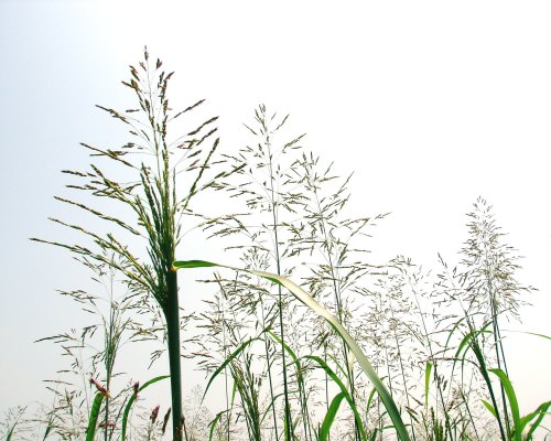 Tall grasses silhouetted against a bright, overcast sky, creating a serene and natural landscape.