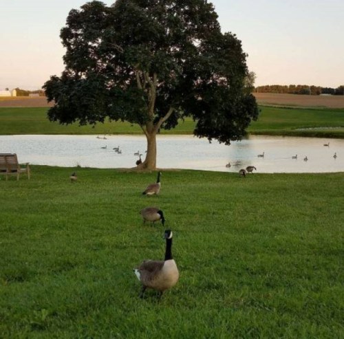 A serene landscape featuring a pond, a tree, and several geese grazing on green grass.