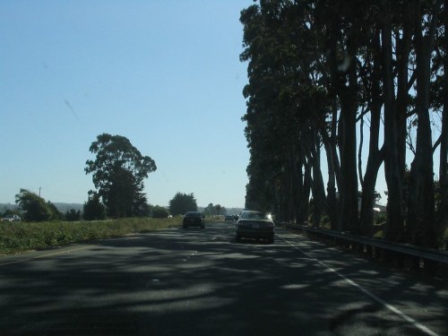 A sunny road lined with tall trees, featuring cars driving in both directions.