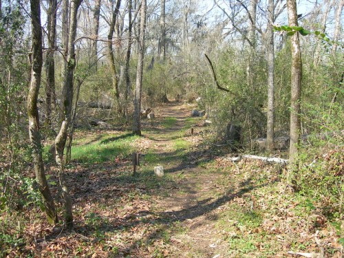 A narrow dirt path winds through a wooded area with sparse trees and scattered leaves on the ground.
