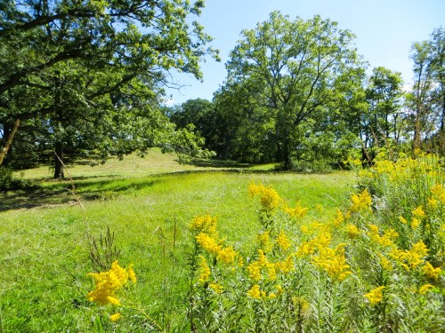 A sunny landscape featuring vibrant yellow wildflowers in the foreground and lush green trees in the background.