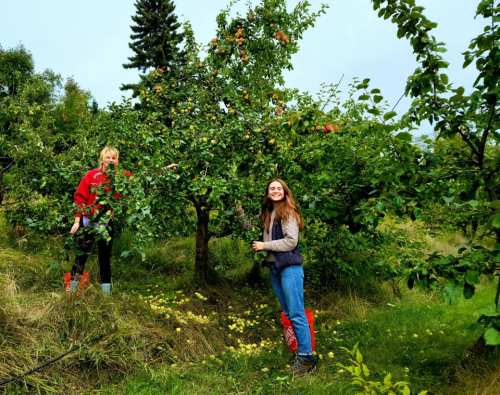 Two people picking apples in an orchard, surrounded by trees and fallen fruit on the ground.