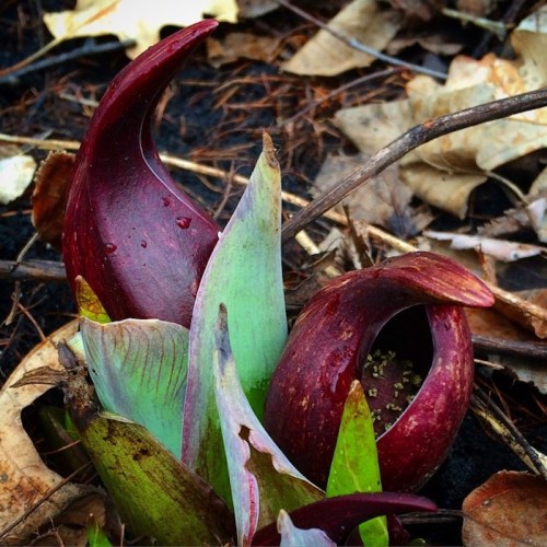 Two unique, curled red and green plant leaves emerging from the ground, surrounded by fallen leaves and twigs.