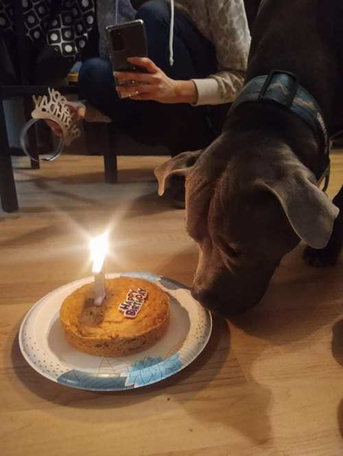 A dog curiously sniffs a birthday cookie with a candle on a plate, while a person takes a photo in the background.