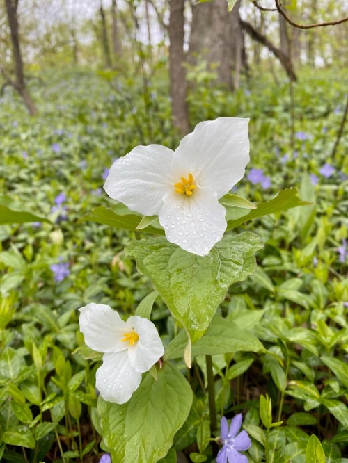 Two white trillium flowers with yellow centers, surrounded by green leaves and a carpet of purple flowers in a forest setting.
