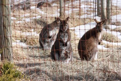 Three kangaroos are seen behind a wire fence, standing on grass with some snow in the background.
