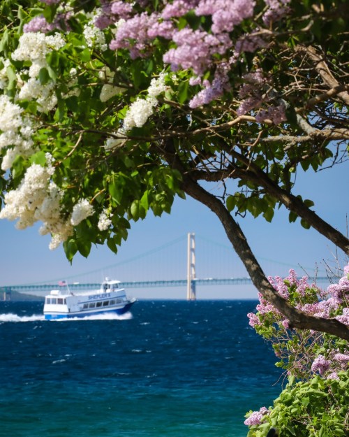A boat sails on blue water near a bridge, framed by blooming lilac flowers and green leaves.