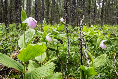 A lush forest scene featuring pink and white orchids among vibrant green foliage and tall trees in the background.