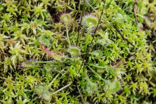 Close-up of green moss with small, spiky plants growing among it, showcasing intricate textures and details.