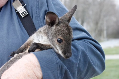 A close-up of a wallaby being held in a person's arm, showcasing its curious expression and soft fur.