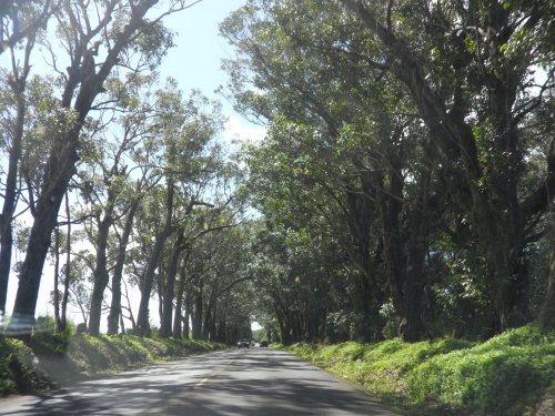 A scenic road lined with tall trees, creating a natural canopy overhead on a sunny day.