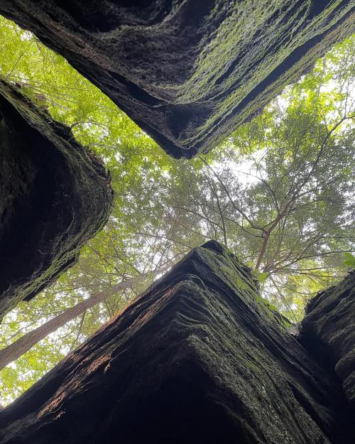 View looking up from a narrow canyon, framed by steep rock walls and lush green trees above.