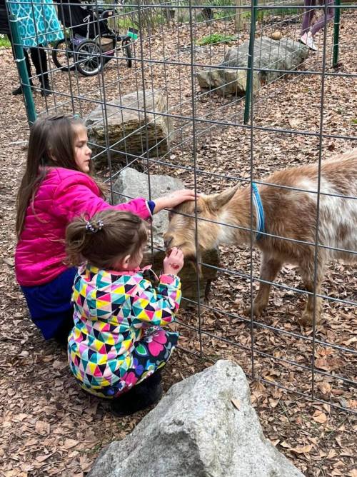 Two children pet a goat through a fence in a natural setting, surrounded by rocks and leaves.