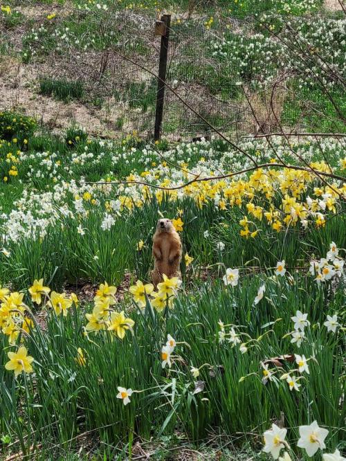 A small animal stands among vibrant yellow and white flowers in a lush garden setting.