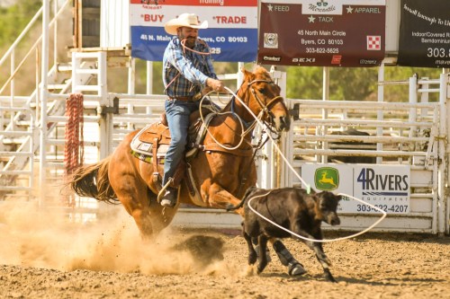 A cowboy on a horse roping a calf in a rodeo arena, with dust flying around.