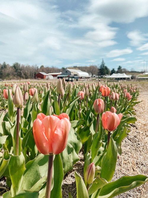 A field of pink tulips in bloom, with a farm and blue sky in the background.
