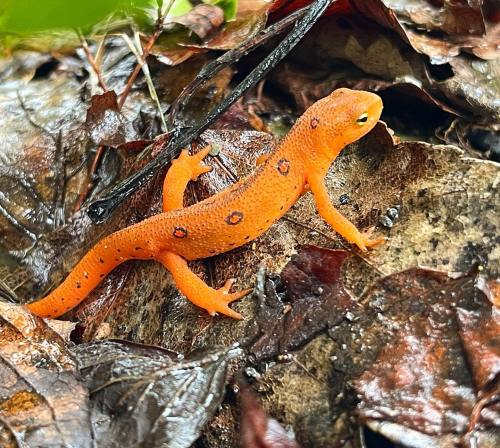 An orange salamander with black spots crawls over wet, brown leaves in a forest setting.