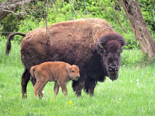 A bison and its calf stand together in a grassy field, surrounded by trees and wildflowers.