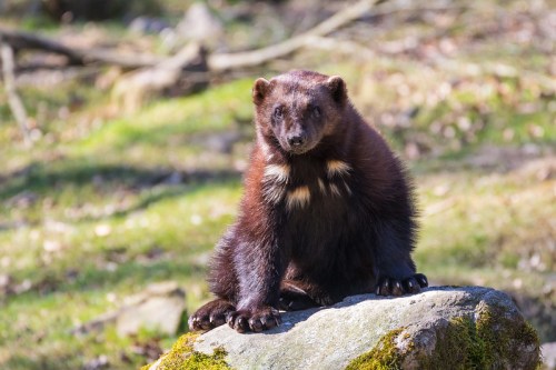 A wolverine sitting on a rock in a natural setting, surrounded by greenery and soft sunlight.
