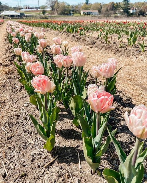Rows of pink tulips bloom in a field, surrounded by green leaves and brown soil under a clear blue sky.