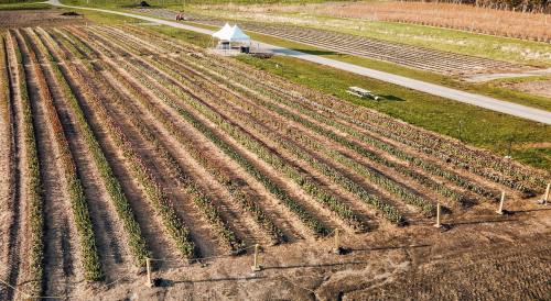 Aerial view of a farm with neatly arranged rows of crops and a white tent in the background.