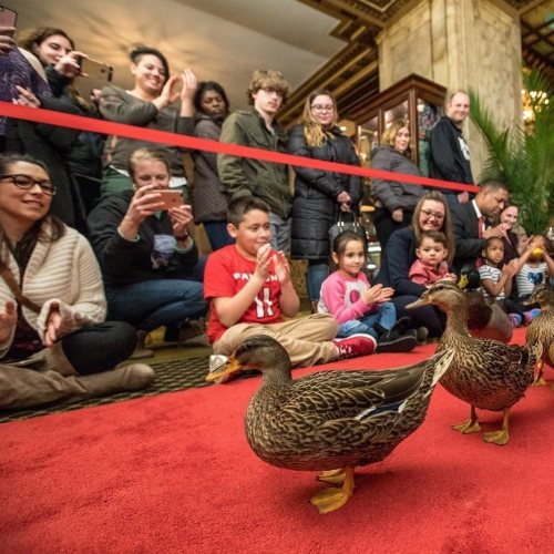 A crowd watches as two ducks walk on a red carpet in a grand indoor setting, with people clapping and smiling.