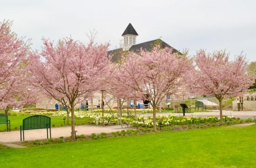 Blossoming cherry trees frame a park with green benches and a stone building in the background on a cloudy day.