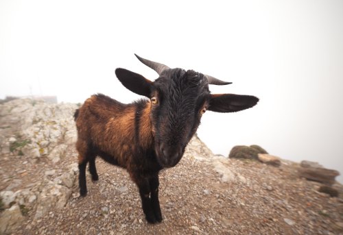 A close-up of a curious goat standing on rocky terrain in a foggy environment.