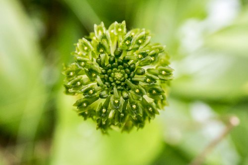 Close-up of a round, green plant bud surrounded by soft green foliage.