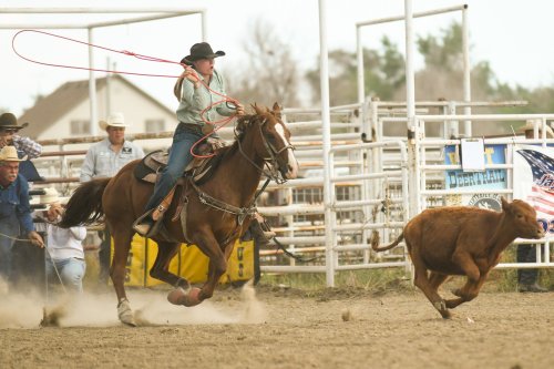 A cowboy on horseback ropes a calf during a rodeo event, with spectators in the background. Dust rises from the ground.