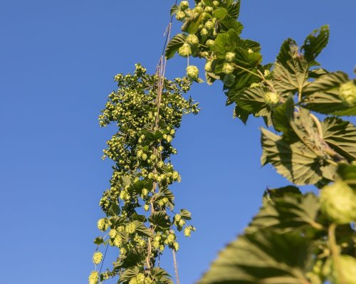 A tall hop plant with green cones and leaves against a clear blue sky.