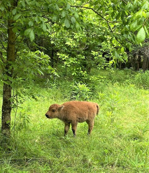 A small, fluffy calf stands in a lush green field surrounded by trees and tall grass.