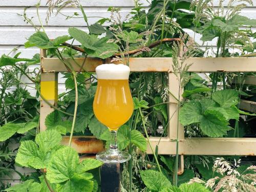 A glass of pale beer with a frothy head, surrounded by lush green plants and a rustic backdrop.