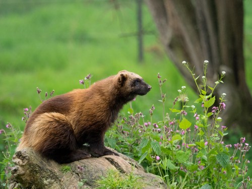 A wolverine sits on a rock surrounded by green grass and wildflowers, gazing into the distance.