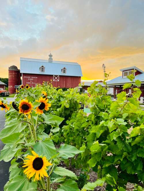 A vibrant sunset over a red barn, surrounded by sunflowers and lush green grapevines.