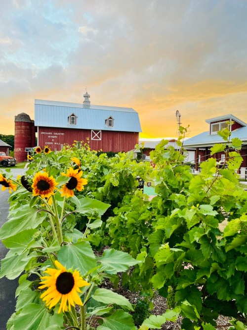 A vibrant sunset over a red barn, with sunflowers and grapevines in the foreground.