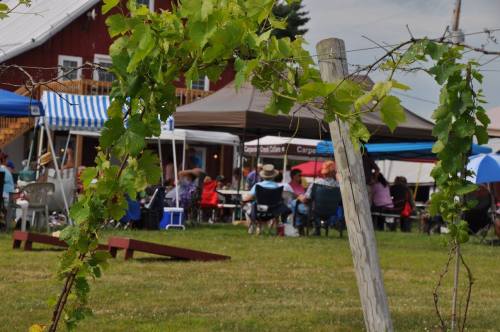A vineyard with green vines in the foreground, and a lively outdoor gathering with tents and people in the background.