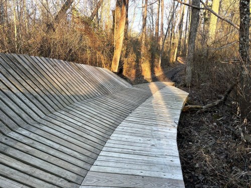 Curved wooden boardwalk winding through a wooded area, surrounded by trees and underbrush in soft evening light.