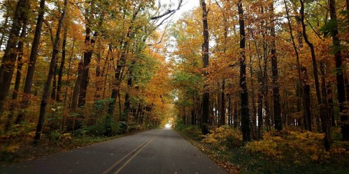A serene road lined with vibrant autumn trees, showcasing shades of orange, yellow, and green.