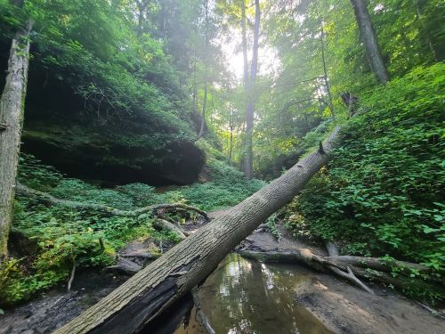 A serene forest scene with a fallen tree over a shallow stream, surrounded by lush greenery and sunlight filtering through the trees.