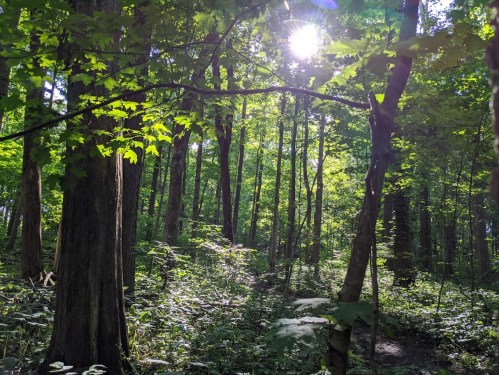 Sunlight filters through lush green leaves in a serene forest, illuminating a peaceful woodland path.