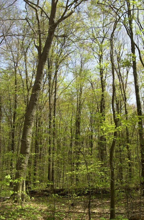 Lush green forest with tall trees and fresh leaves under a clear blue sky.