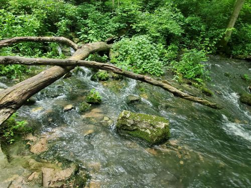A serene stream flows through a lush green forest, with a fallen tree branch arching over the water.