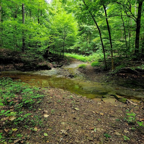 A serene forest scene with a small stream, surrounded by lush green trees and undergrowth.